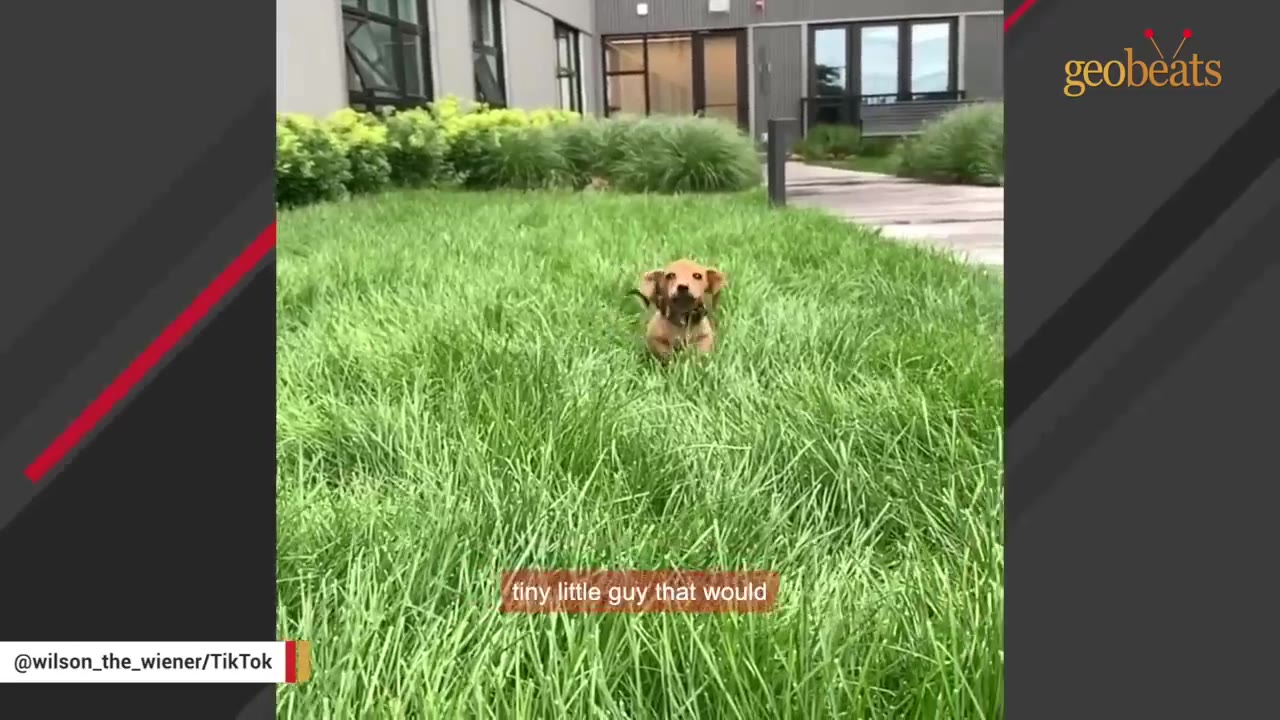 A tiny brown dachshund puppy sitting in tall green grass, looking forward.