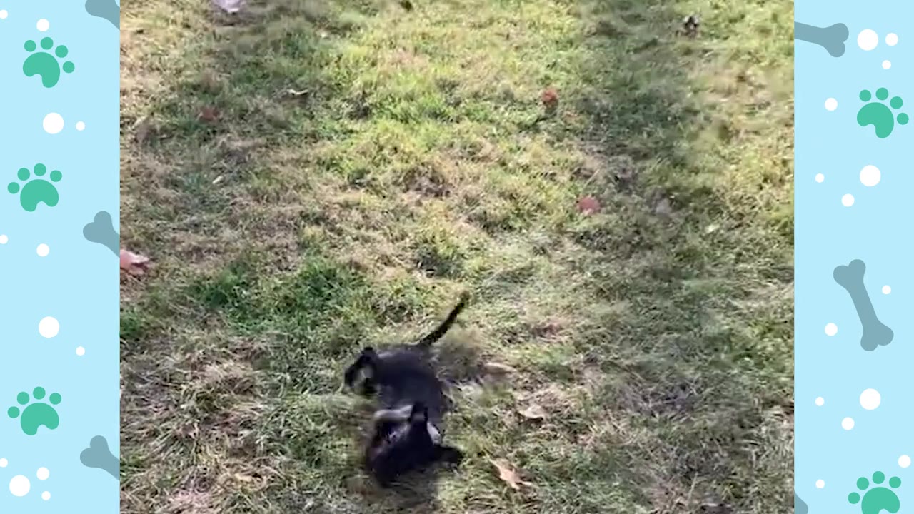 A tiny black puppy rolling playfully on its back in the grass.