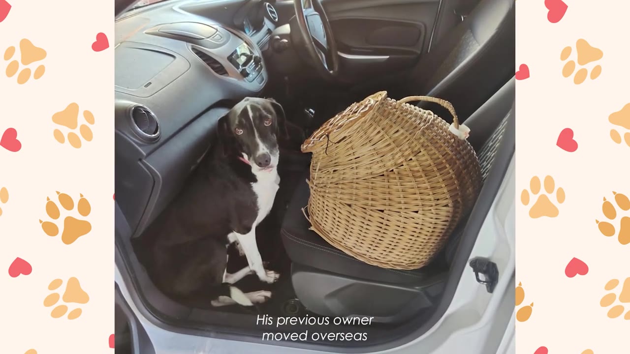A black and white dog sits on the floor of a car next to the passenger seat, which holds a large wicker basket, with text on screen reading 'His previous owner moved overseas'.