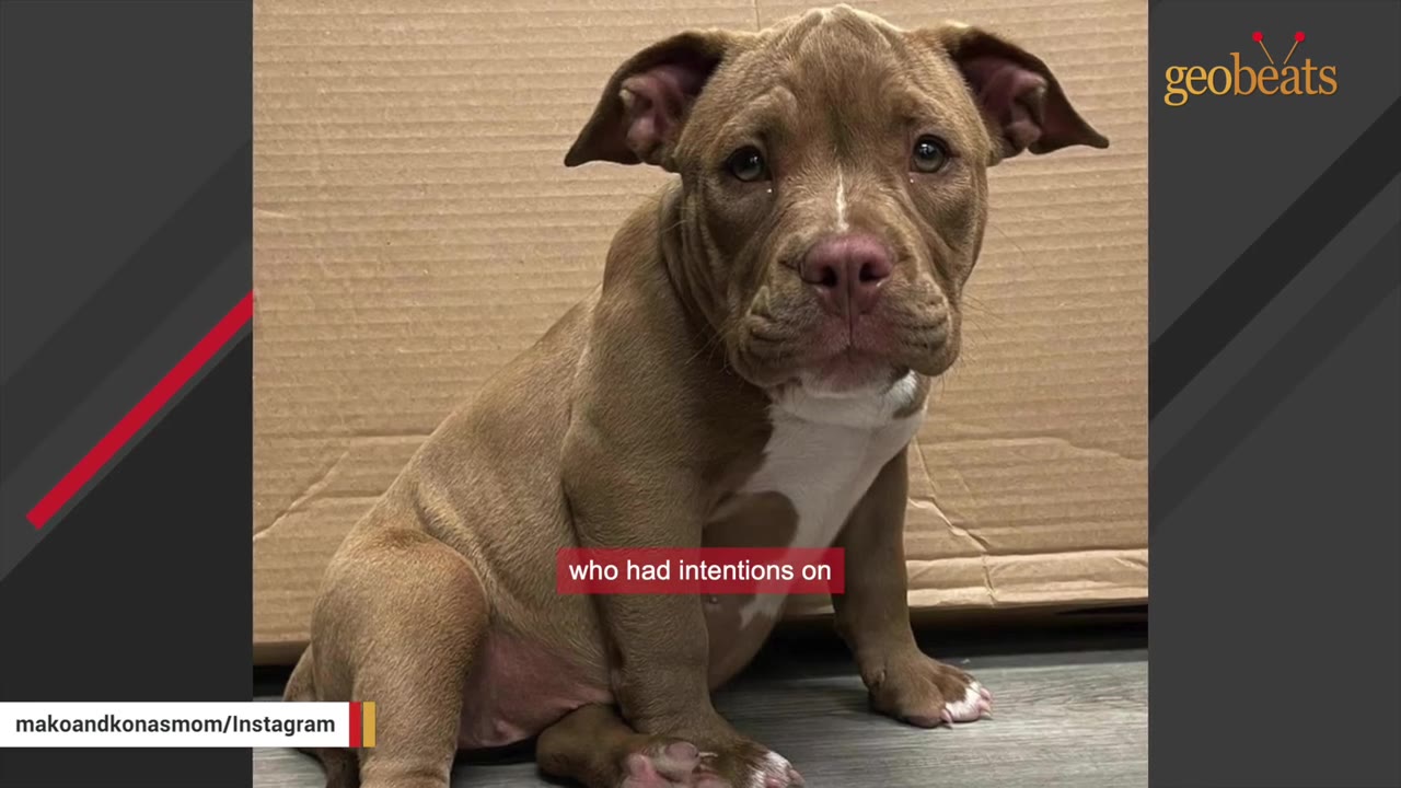 A small brown and white puppy sits on a grey floor in front of a cardboard box, looking directly at the camera with a sad expression.