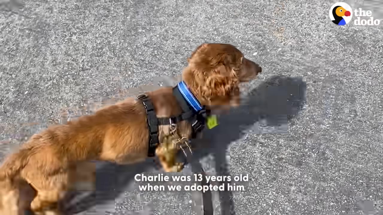 A long-haired brown dachshund wearing a black harness and blue collar walks on a paved surface.