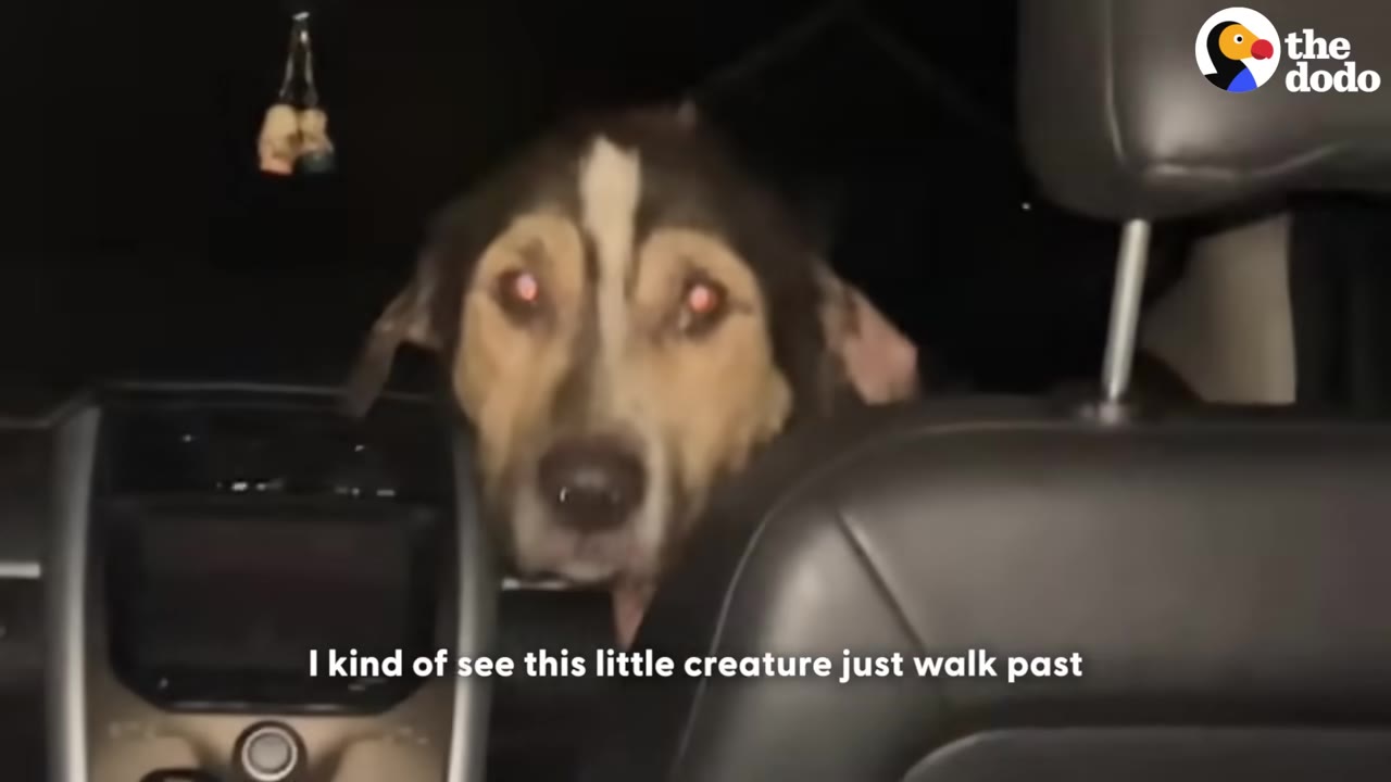 A medium-sized brown and black dog with a white stripe on its forehead looks curiously from the backseat of a car at night.