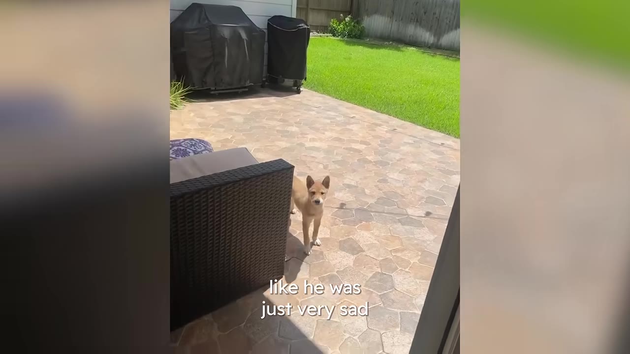A small light brown puppy stands on a paved backyard patio next to outdoor furniture, looking towards the camera.