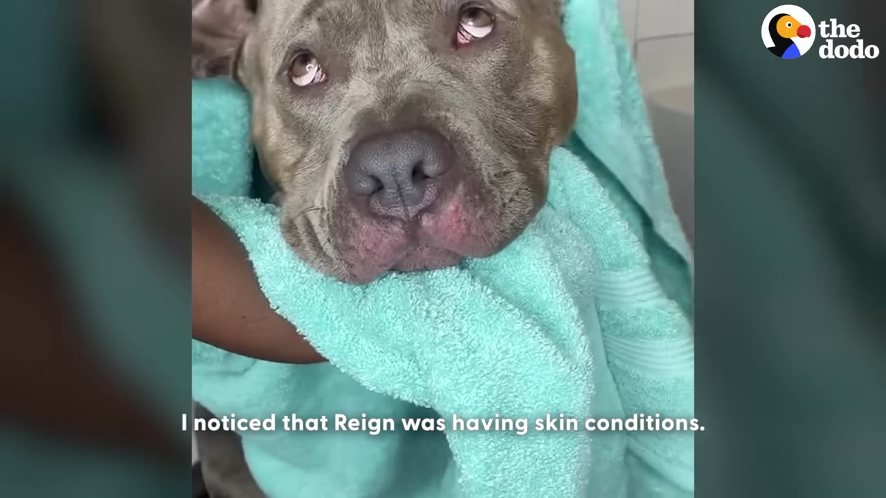A close-up of a grey pit bull wrapped in a light blue towel, looking up with sad eyes.