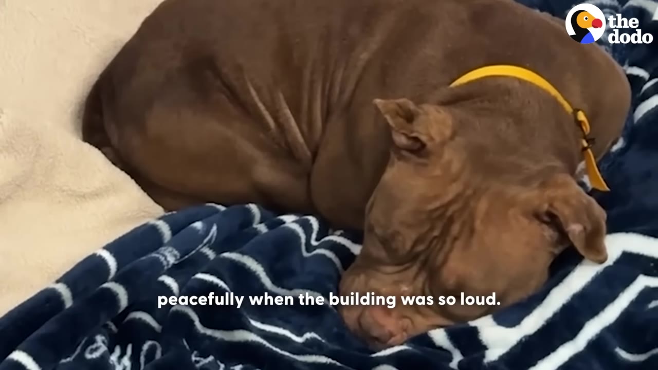 A brown pit bull with a yellow collar sleeps peacefully on a blue and white patterned blanket in a shelter kennel.