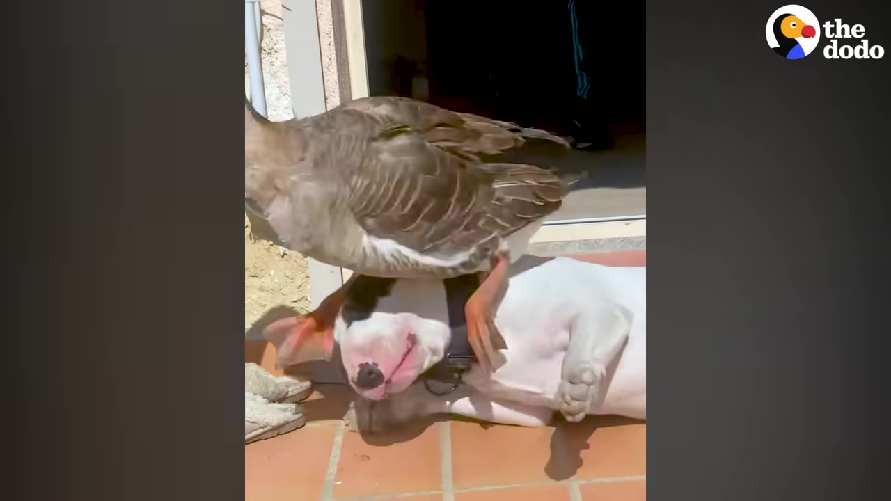 A brown goose stands playfully on the head of a white bull terrier lying on its back on a tiled patio.