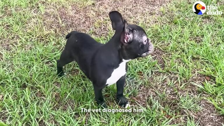 California Woman Finds Sick Frenchie Abandoned By The Road And Makes A Decision That Changes His Life