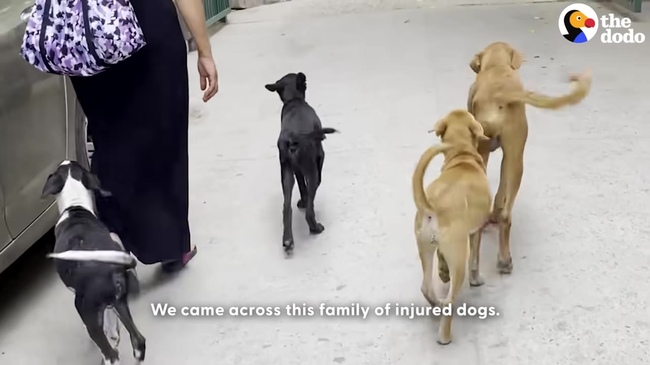 A person in a black dress walks alongside a group of four street dogs on a paved road, with text on screen reading 'We came across this family of injured dogs.'