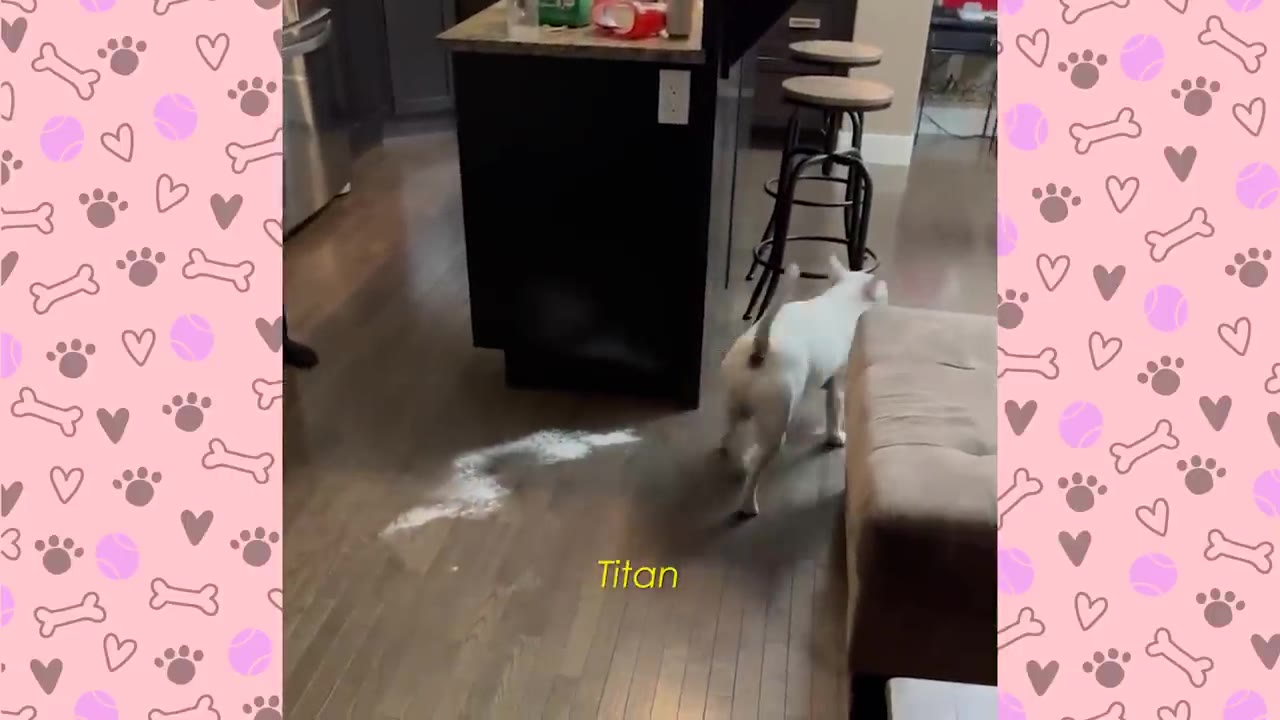A white dog named Titan runs across a wooden floor in a kitchen next to a kitchen island.