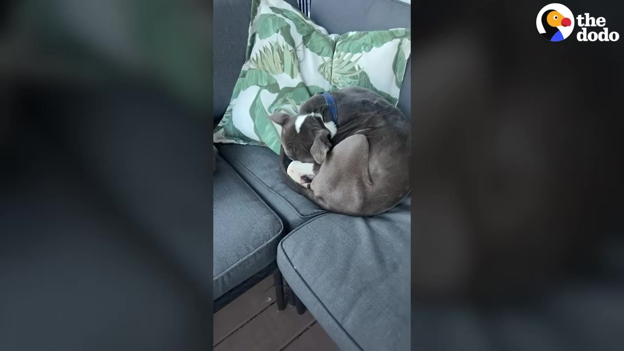 A gray and white pit bull curled up asleep on a gray outdoor sectional sofa on a wooden porch, resting against a green and white leaf-patterned pillow.