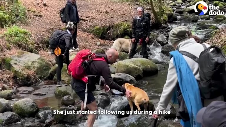 California Hiker Notices A Weak Stray Following Her Down A Mountain, And It Leads To A Beautiful Healing Journey