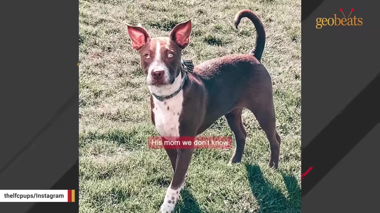 A brown and white dog with large, upright ears stands on a grassy lawn, looking directly at the camera.