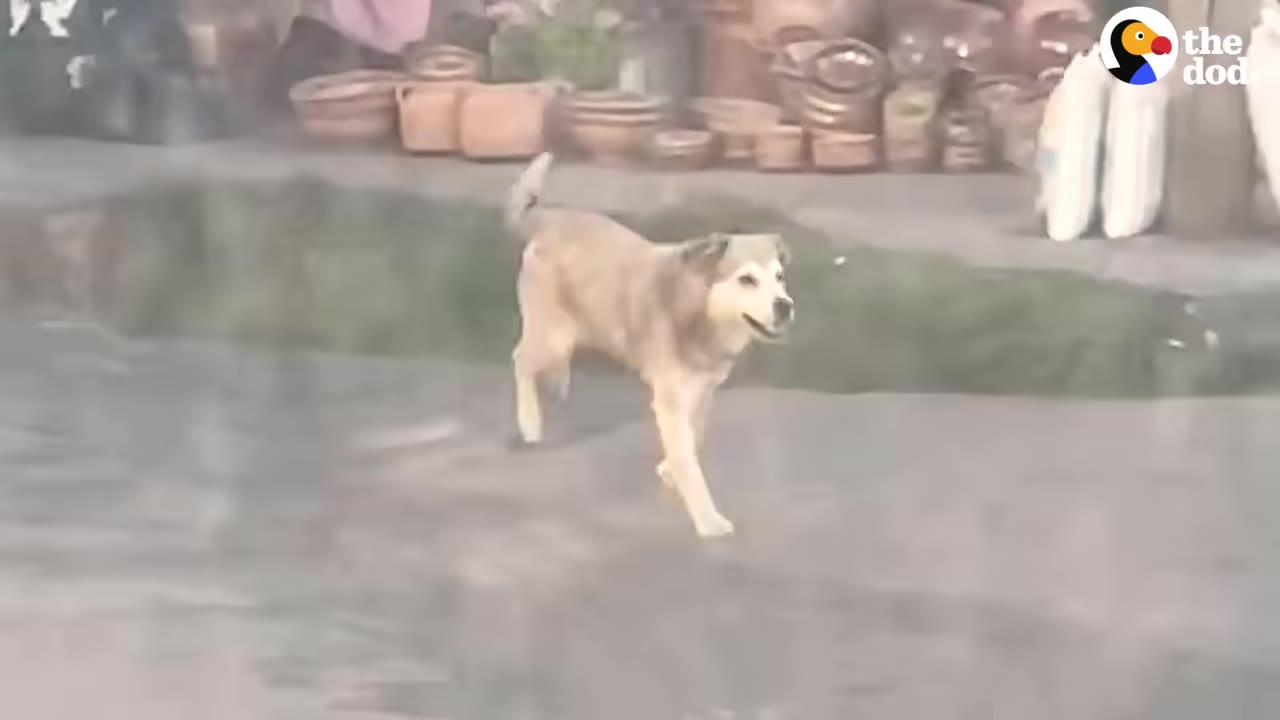 A light brown dog walks along the side of a paved road with pottery and sacks visible in the background.
