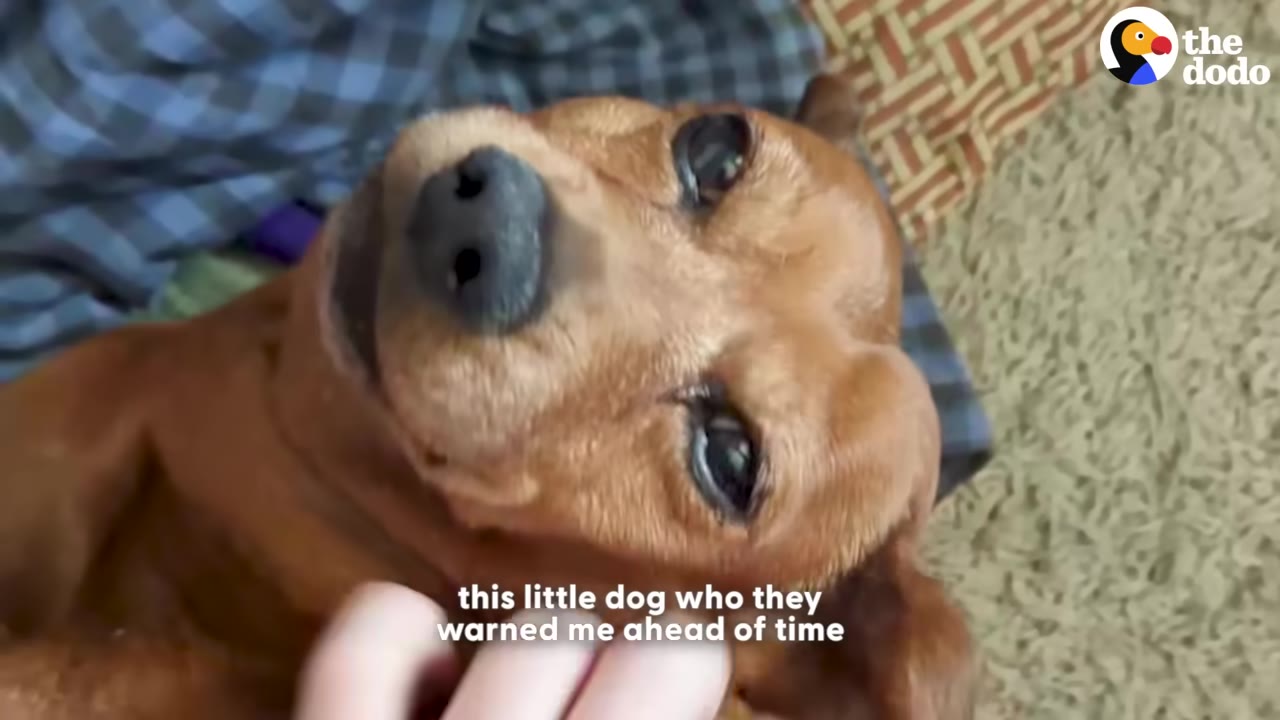 A close-up of a small brown dachshund looking up with big dark eyes as a hand gently pets its head.