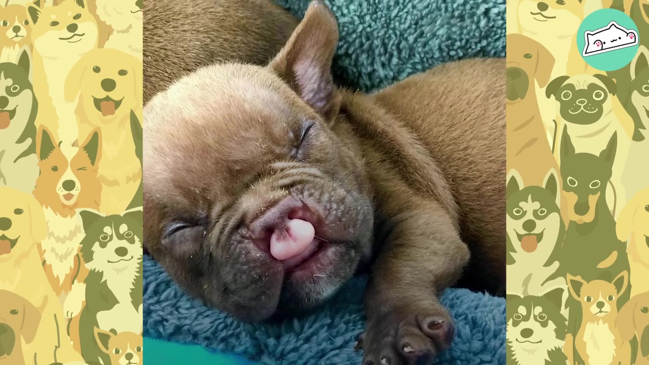 A close-up of a sleeping brown puppy with a cleft lip resting on a blue blanket.