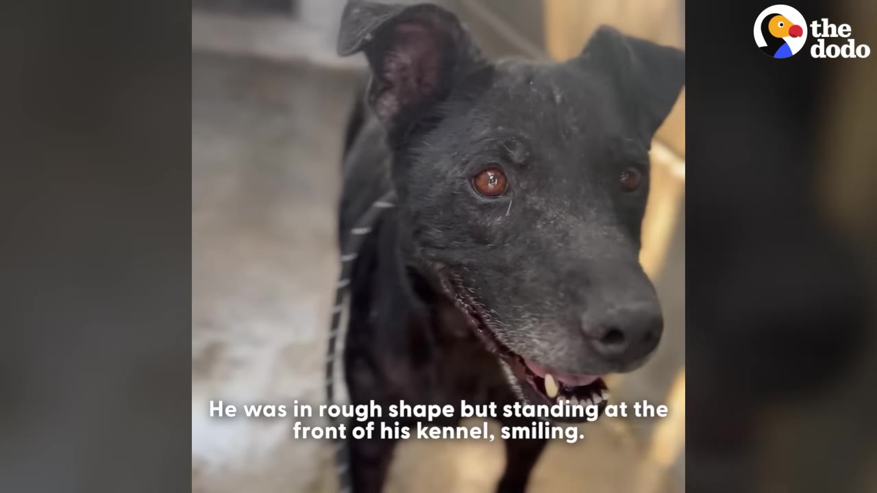 A close-up shot of a black dog named Duncan with brown eyes, looking up with his mouth slightly open as if smiling.