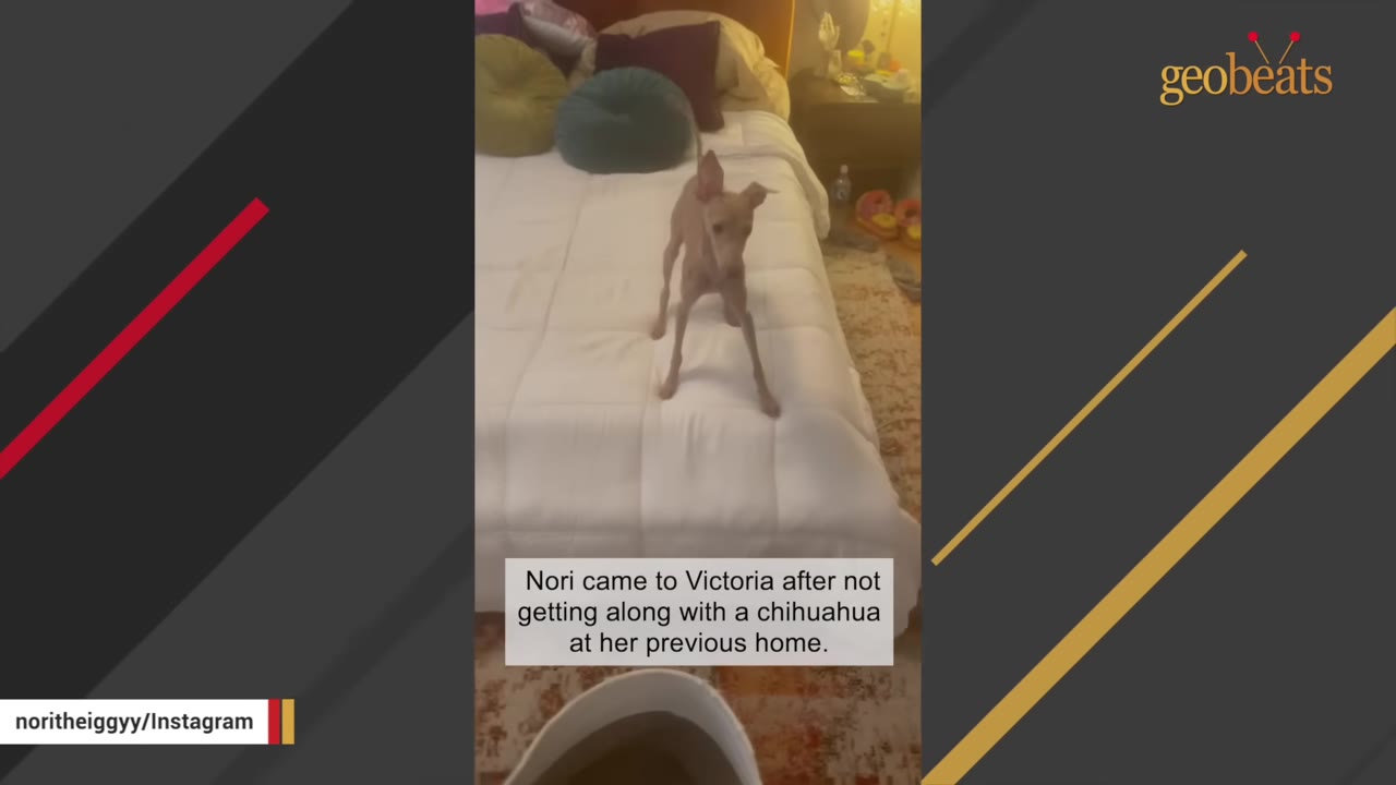 An Italian Greyhound standing on a white bed with a text overlay explaining she did not get along with a chihuahua at her previous home.