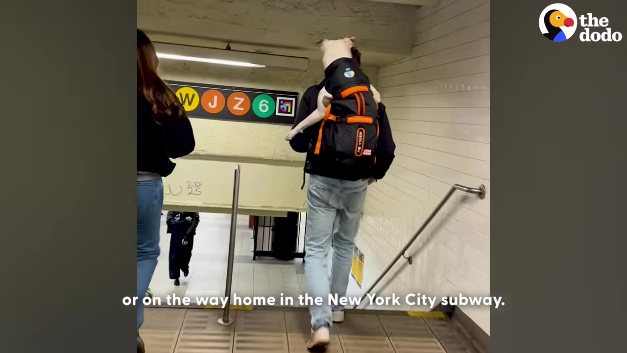 A man walks down the stairs of a New York City subway station carrying a white dog in a black and orange backpack on his back.