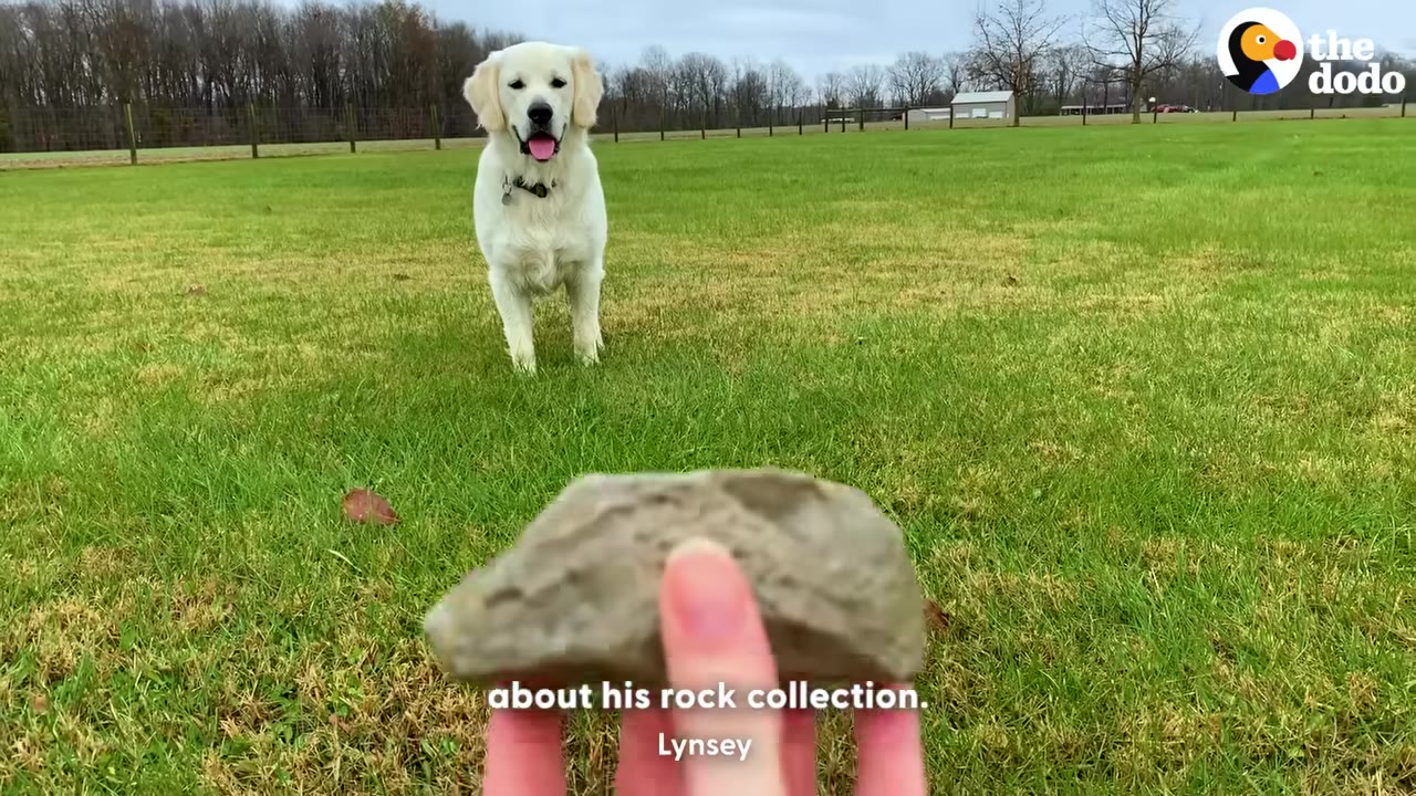 A golden retriever stands in a grassy field, looking towards a hand holding up a large grey rock in the foreground.