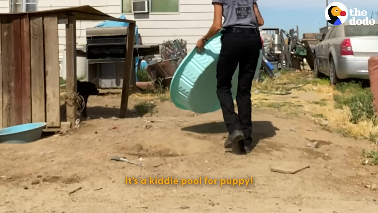 A rescuer walking towards a dog's wooden shelter while carrying a large, light blue plastic kiddie pool.