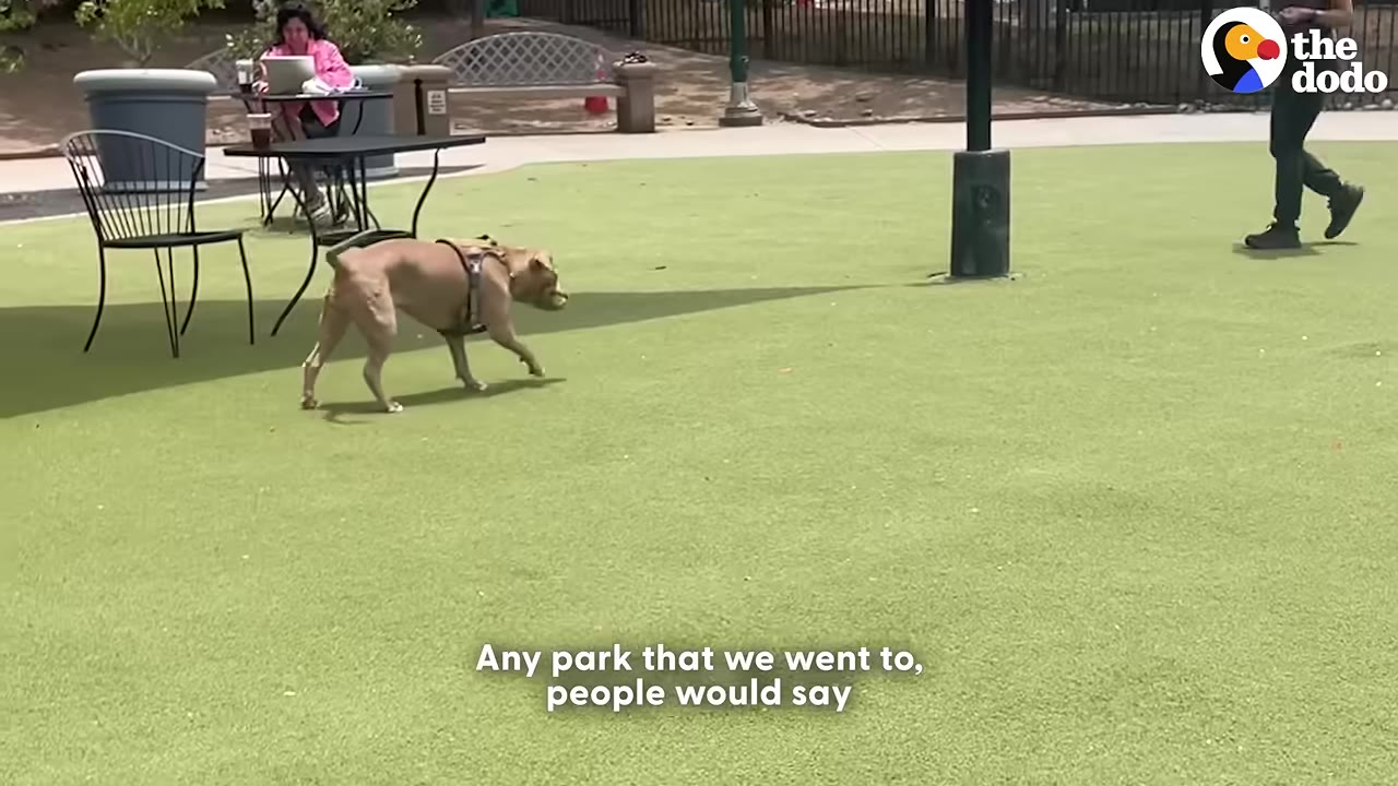 A tan pit bull wearing a harness walks across a green turf field at a park, with a person sitting at a table in the background.