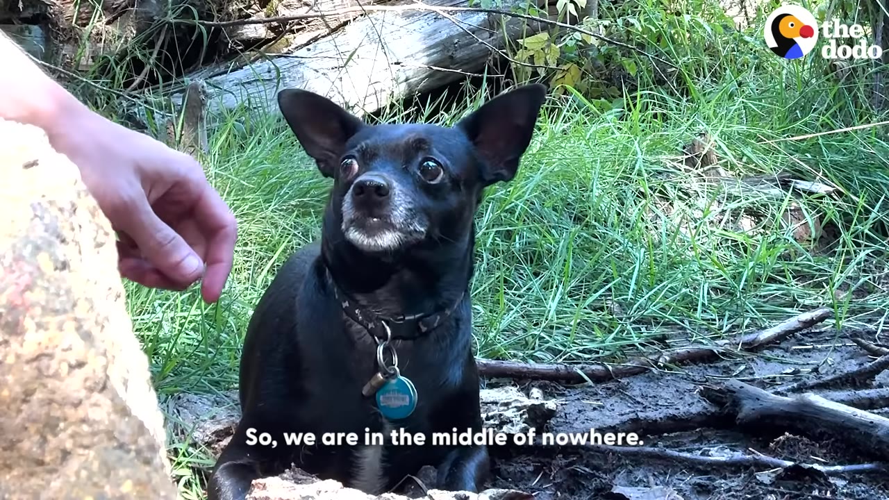 A small black dog with large ears and a blue collar sits in a grassy, wooded area as a person's hand reaches toward it.