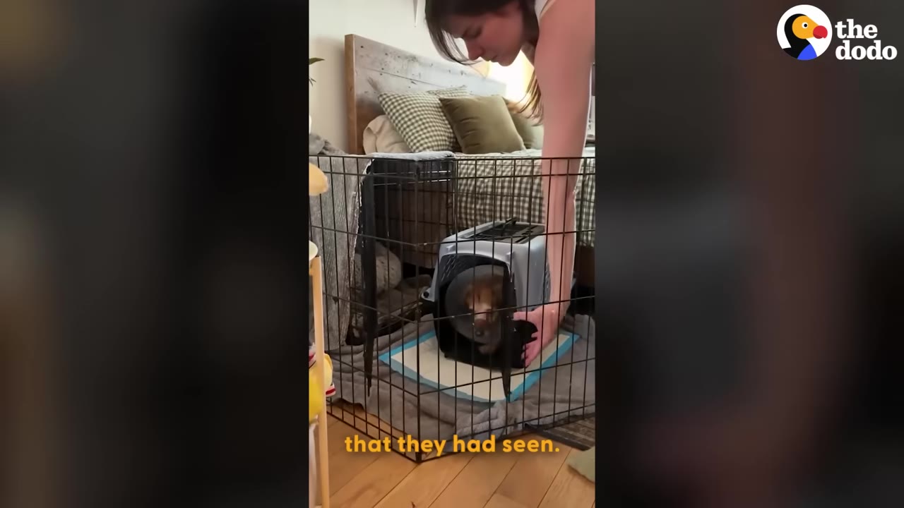 A woman places a small pet carrier containing a small brown dog wearing a plastic cone into a larger wire crate in a bedroom.