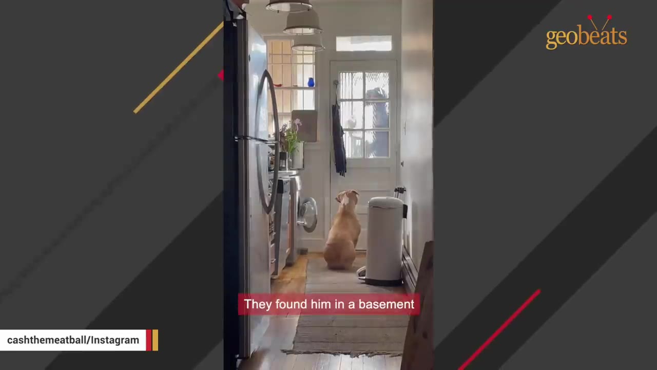 A tan dog sits alone in a hallway, facing a glass-paneled door as if waiting.