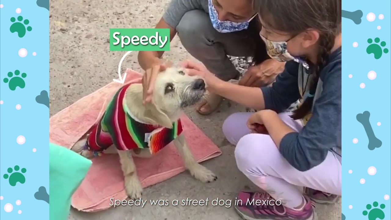 A small, scruffy white dog wearing a colorful Mexican serape sits on a pink towel while two people crouch down to gently pet him, with text on screen reading 'Speedy was a street dog in Mexico'.