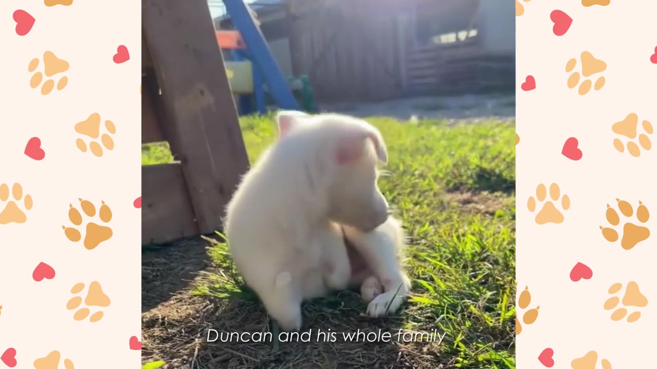 A small white puppy sits on the grass next to a wooden structure, looking down and scratching itself.