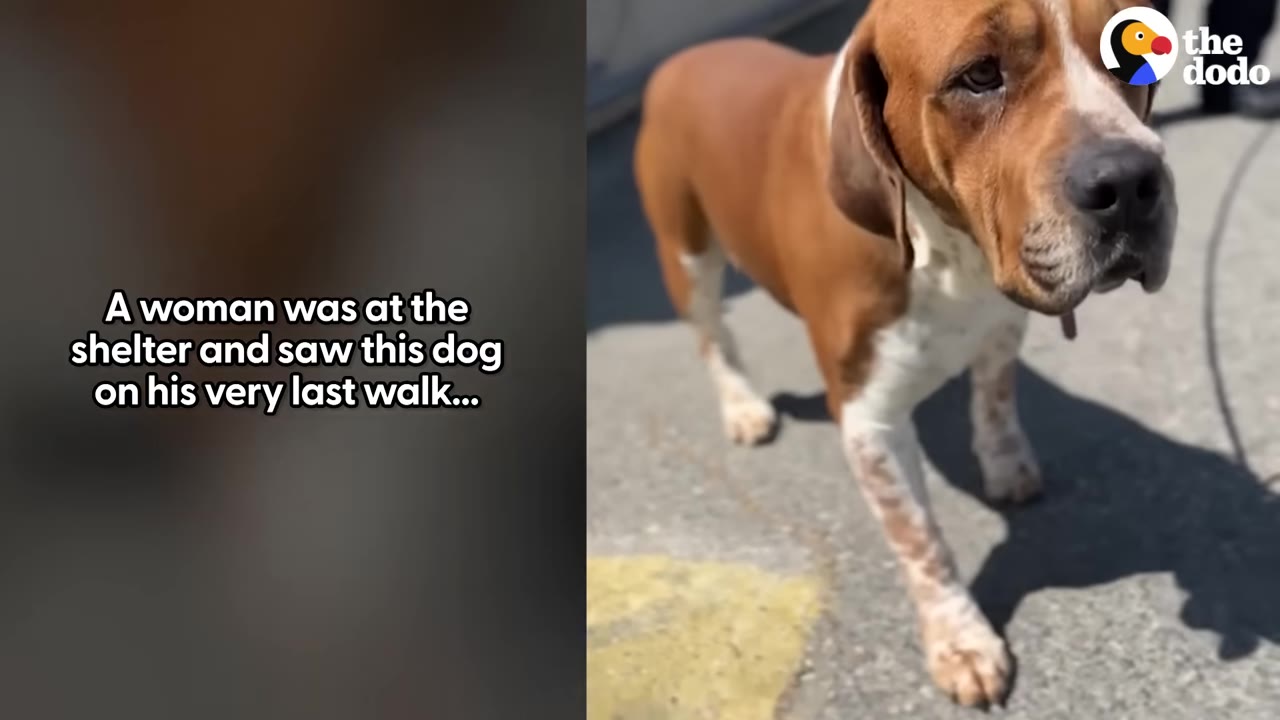 A brown and white dog with sad eyes stands on a paved surface, looking towards the camera.