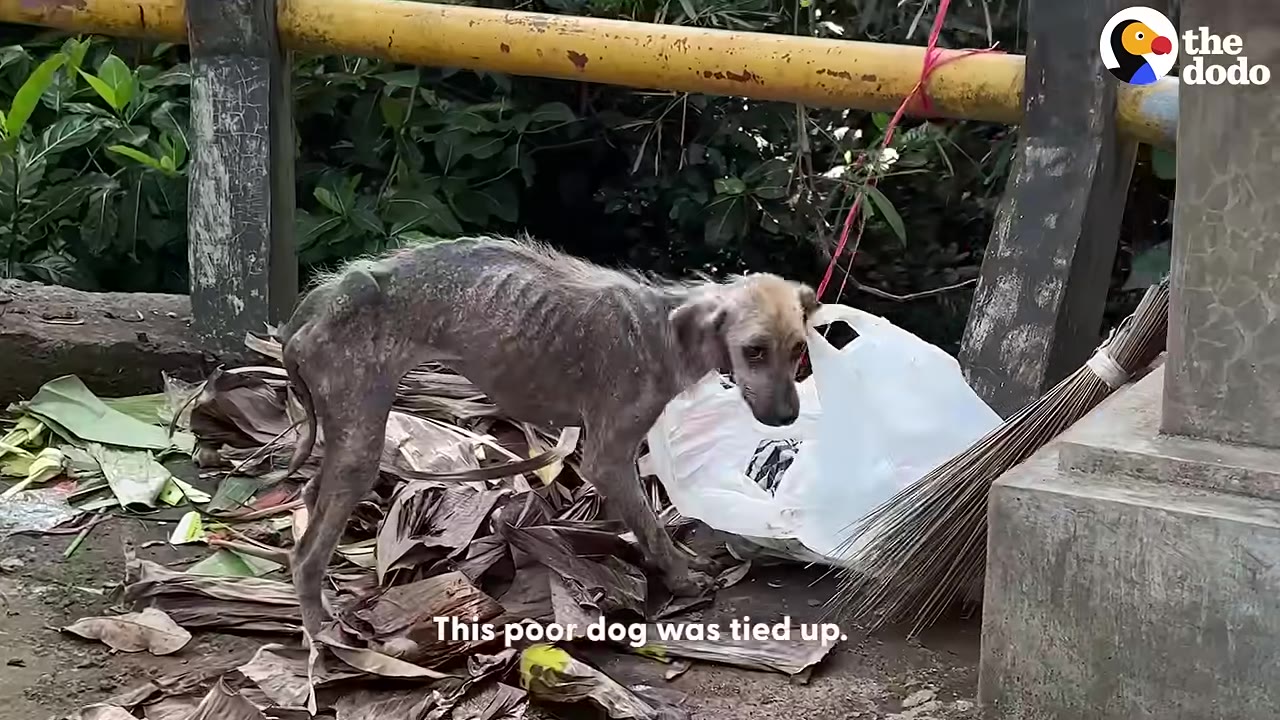 An extremely emaciated, hairless dog stands on a pile of dry leaves next to a white plastic bag, looking weak and sad.