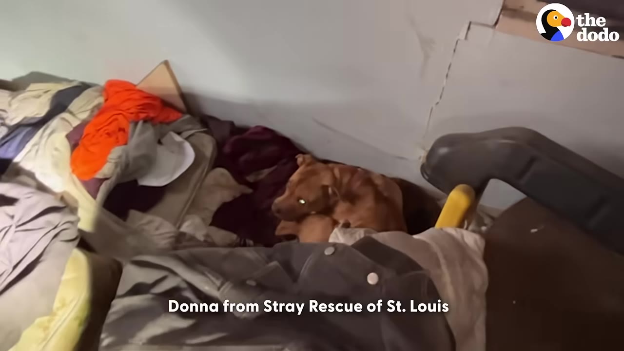 A brown dog huddles protectively amidst piles of clothes and blankets inside a cluttered room.