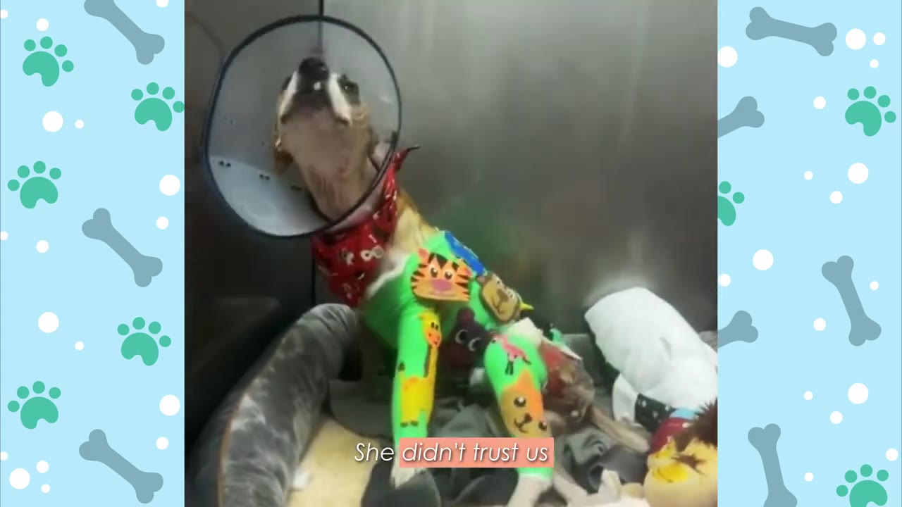 A severely injured dog wearing a protective cone and colorful leg bandages looks up with a frightened expression.