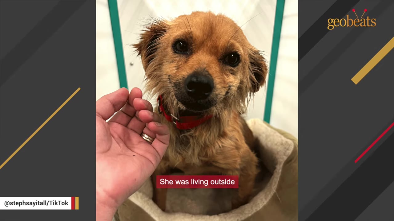 A small, scruffy brown dog wearing a red collar sits in a pet bed while a person's hand gently touches its neck, with a text overlay reading 'She was living outside'.