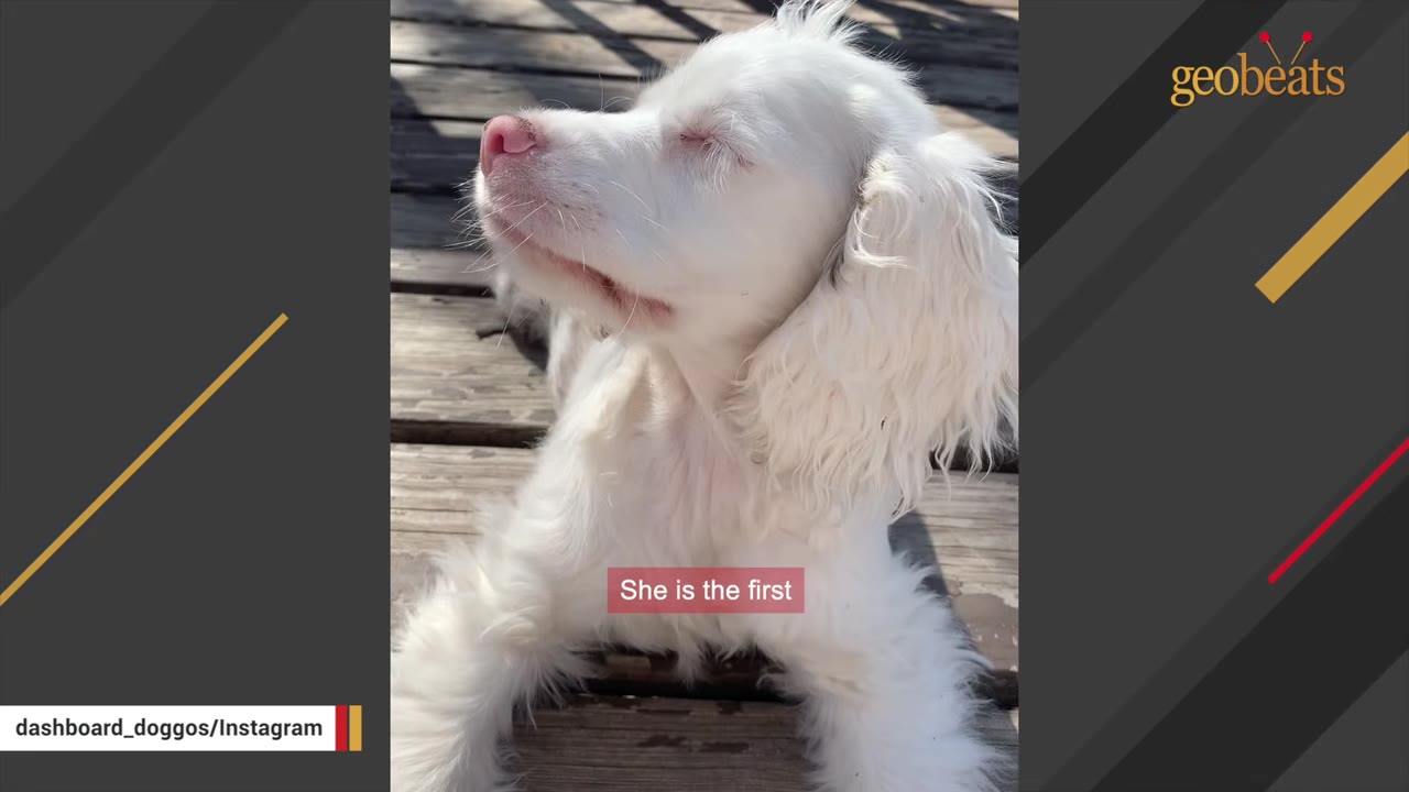 A close-up shot of a white puppy with its eyes closed, sitting on a wooden deck.