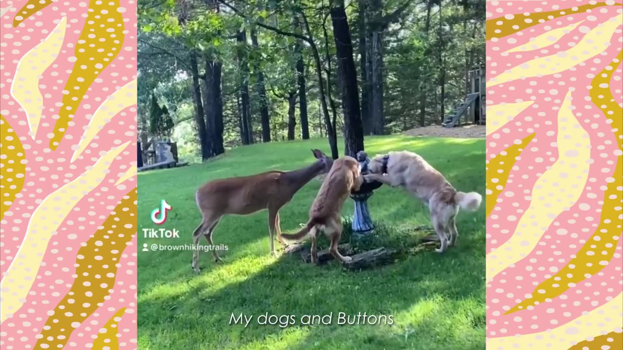 A deer and two dogs gather together around a birdbath in a grassy backyard.