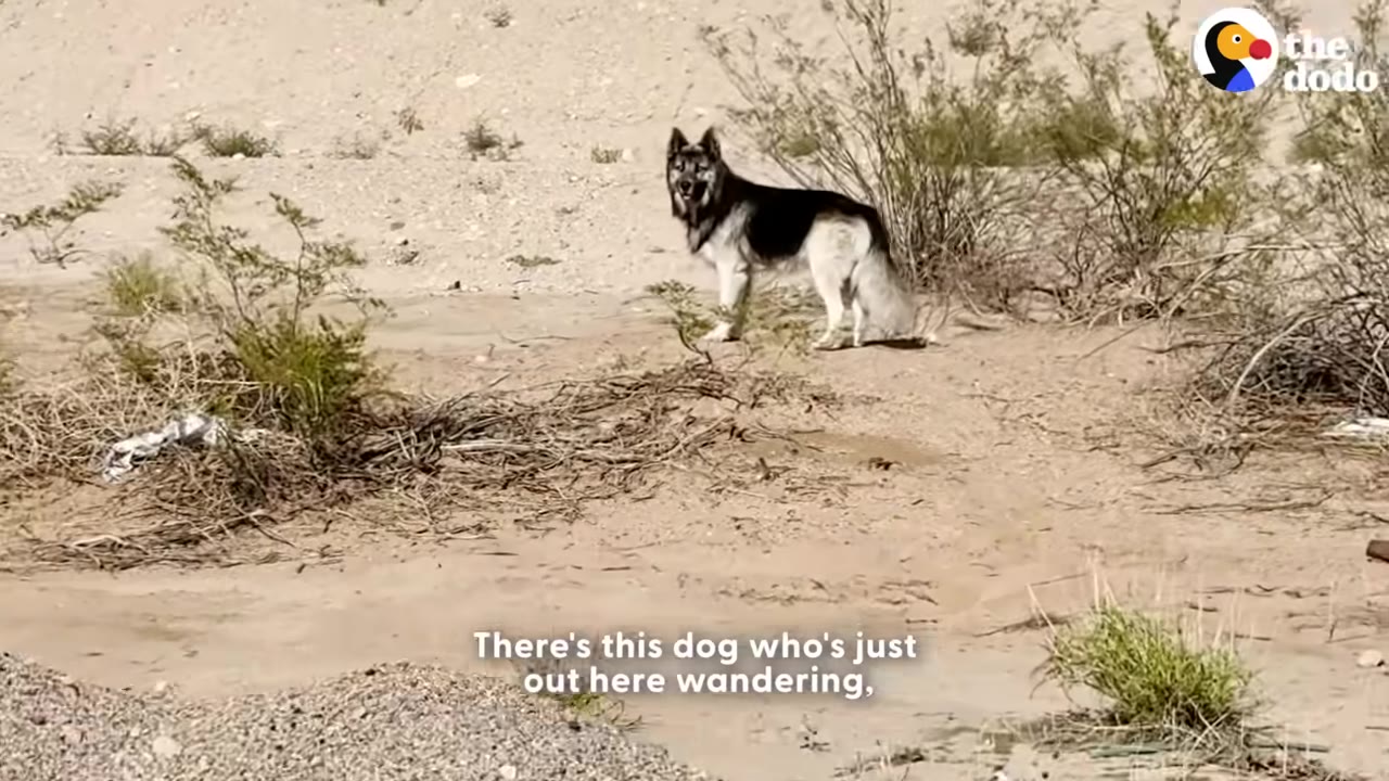 A black and white dog stands alone in a sandy, desert-like area with sparse green bushes.