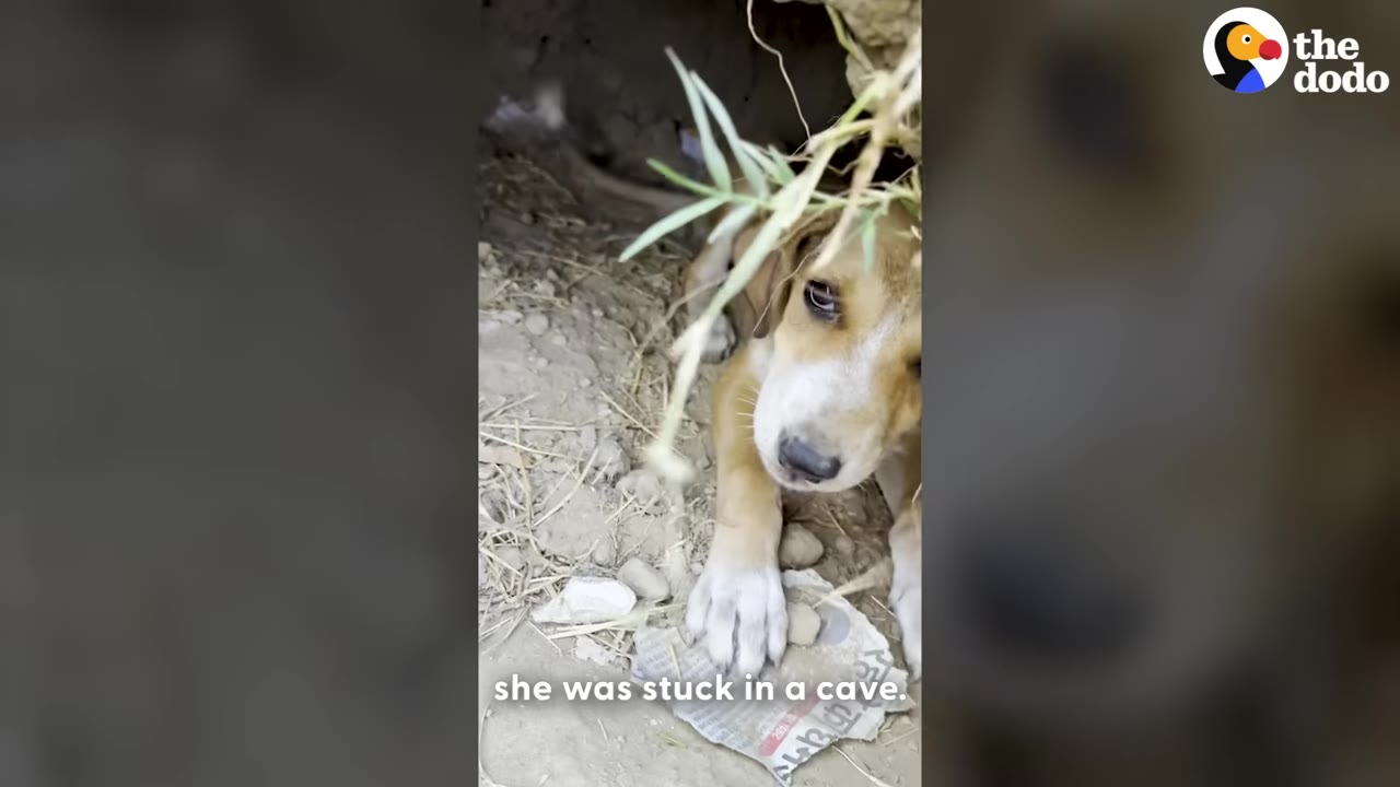 A small brown and white puppy looks out from a dark, dirt cave-like opening, partially obscured by dry grass.