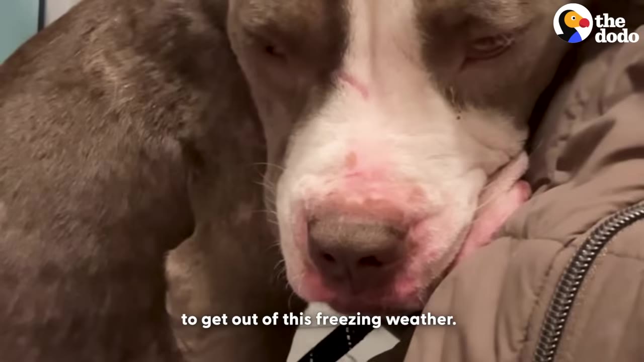A close-up of a brown and white dog with a pinkish snout, huddled against a person's brown winter jacket.