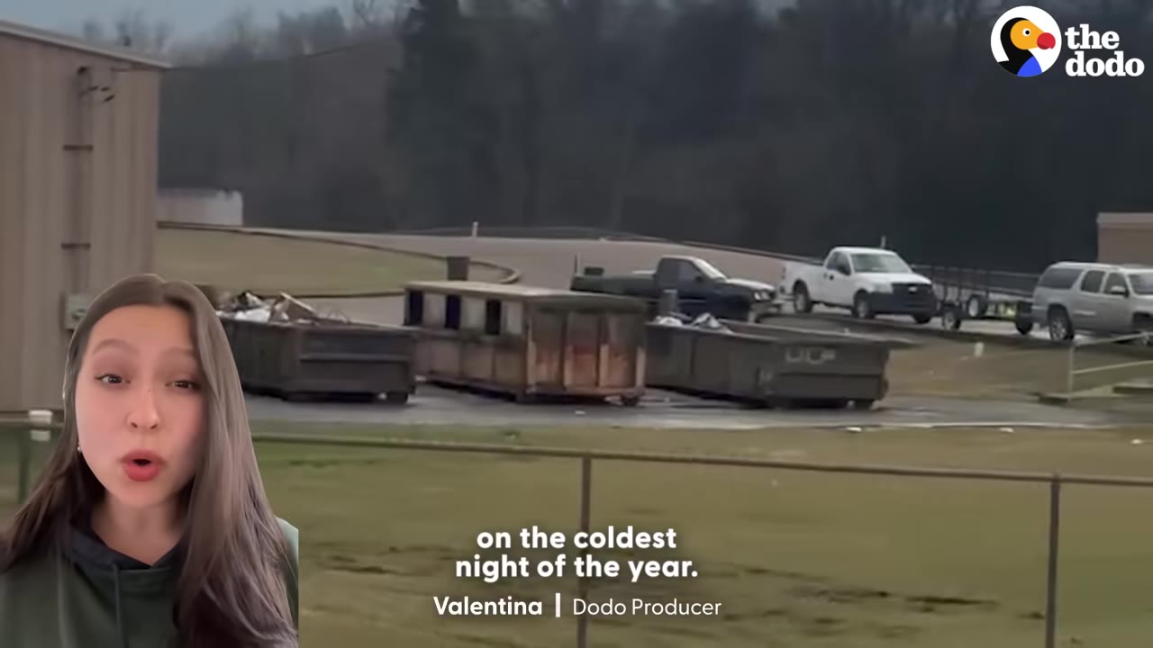 An outdoor area with large dumpsters and parked trucks under a grey sky, representing a harsh environment where an animal was abandoned.
