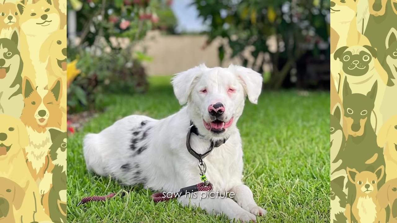 A white dog with black spots on its back lies on green grass, looking directly at the camera.