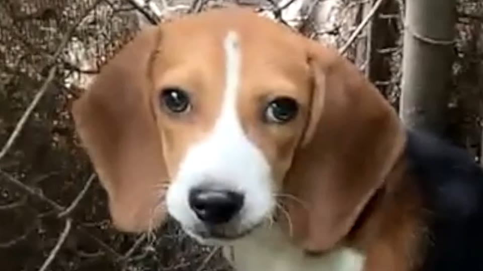 Video frame for Not Cut Out For The Hunt