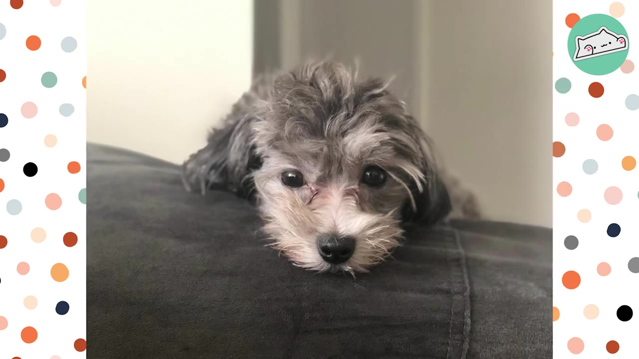 A small, fluffy grey and white dog lies flat on a dark grey cushion, looking directly at the camera with wide, dark eyes.