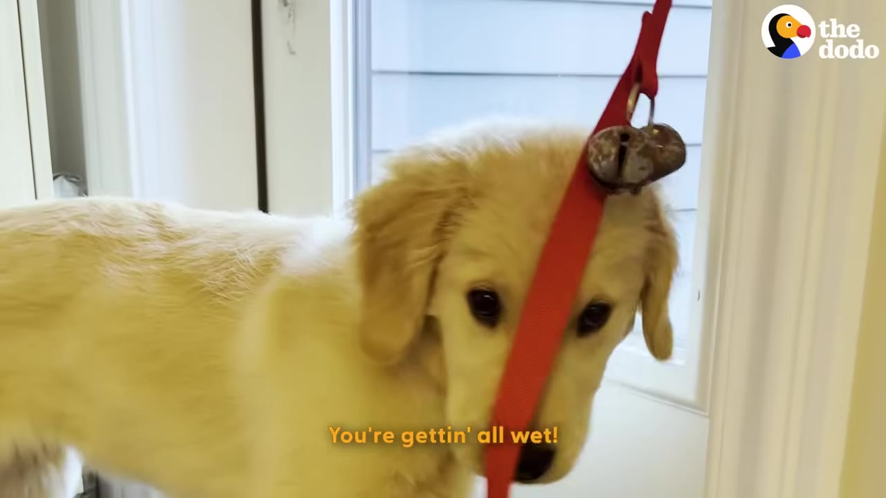 A golden retriever puppy stands near a door with a red strap holding metal bells hanging in front of its face.