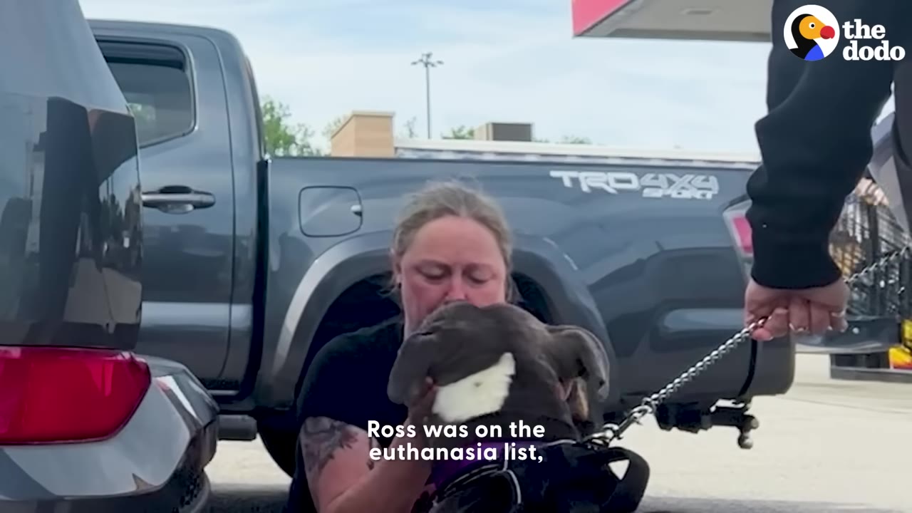 A woman holds the head of a pit bull named Ross in her hands, looking emotional, with a subtitle reading 'Ross was on the euthanasia list,'.