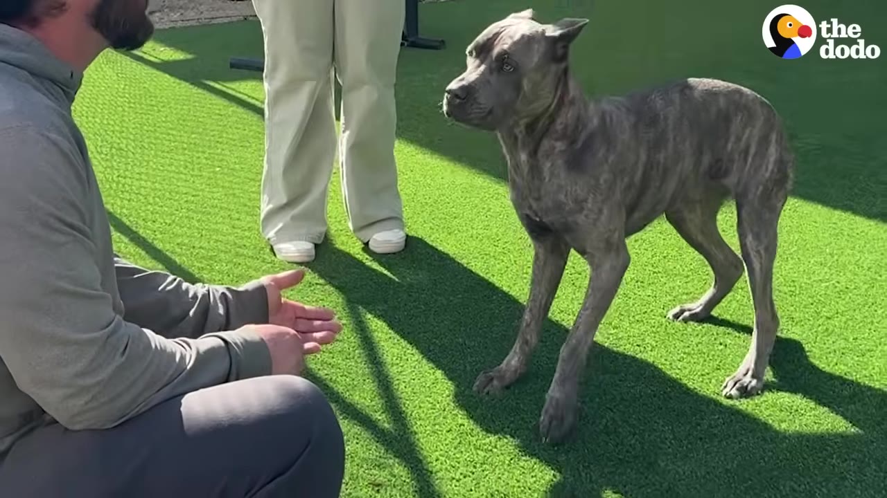 A brindle dog stands cautiously on green turf, looking warily at a man kneeling with his hands outstretched.