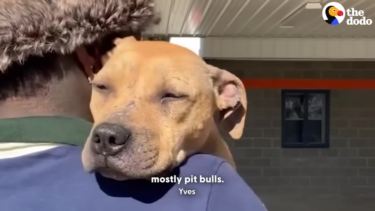 A tan pit bull rests its head peacefully on the shoulder of a person wearing a blue shirt and a furry hat.