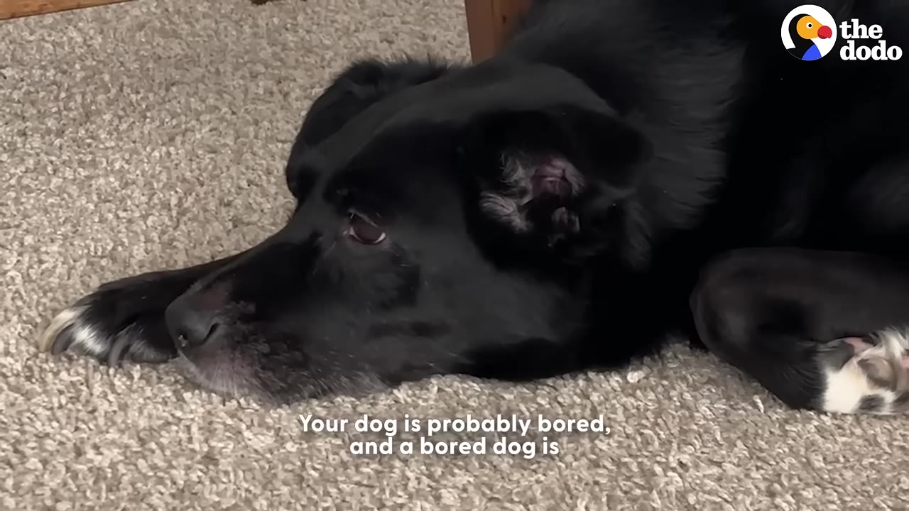 A close-up of a black dog lying on a beige carpet, looking slightly sad or bored.