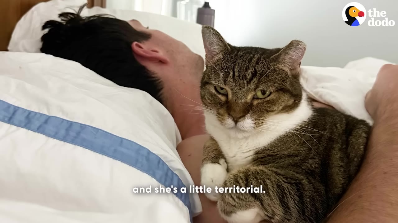 A brown and white tabby cat with a grumpy expression sits on a man's chest while he lies in bed.